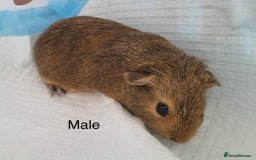 Guinea Pig rodents for sale: Baby Guinea Pigs - Image 2