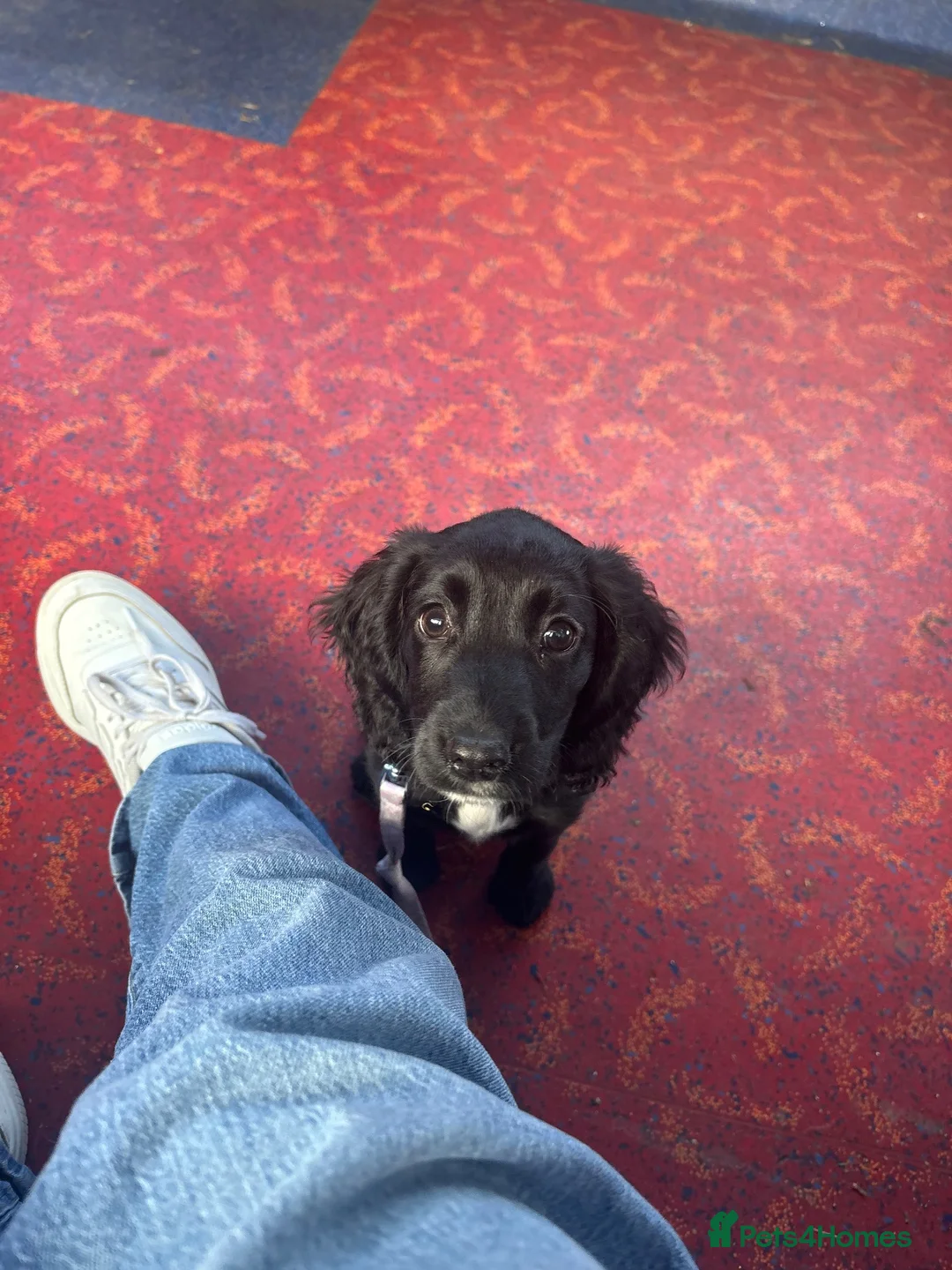 Cocker Spaniel dogs for sale: Bonnie - Young working cocker spaniel  - Advert 7