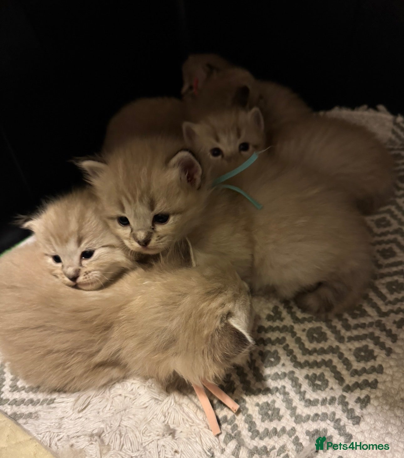 Ragdoll cats Exceptional Seal Tabby Mink Cherubim Boys - Advert 1