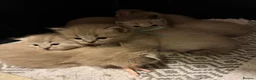Ragdoll cats for sale: Exceptional Seal Tabby Mink Cherubim Boys - Advert 1