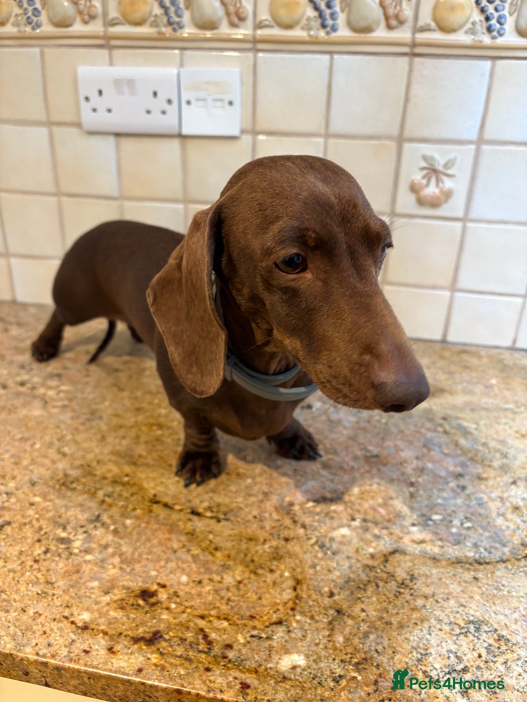 Miniature Dachshund dogs for sale: 🐾MINIATURE SMOOTH HAIRED DACHSHUND PUPPIES🐾 - Advert 2