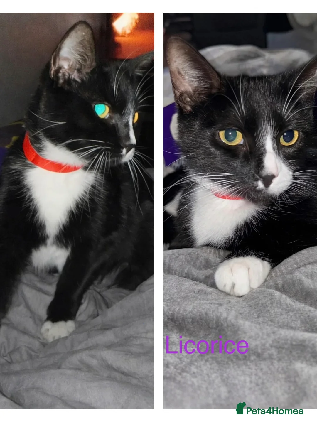 Domestic Shorthair cats for adoption: Licorice 2 years old - Advert 2