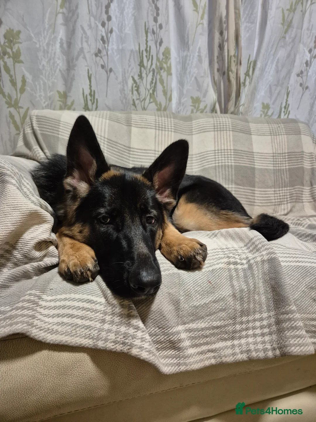 German Shepherd dogs for sale: 7 month old female German shepherd  - Advert 6