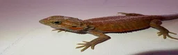 Bearded Dragon reptiles for sale: Stunning baby bearded dragons  - Advert 4