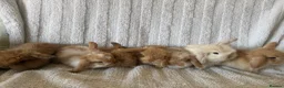 Mini Lion Lop rabbits for sale: Lionlop Bunnies  - Advert 2
