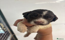 English Springer Spaniel dogs for sale: Kc Springer Spaniel Puppies - Image 12