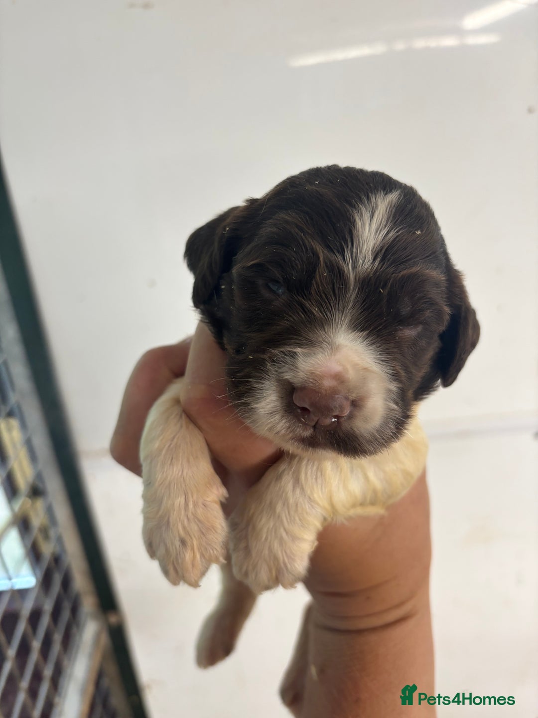 English Springer Spaniel dogs for sale: Kc Springer Spaniel Puppies - Image 12