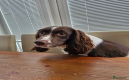 Springador dogs for sale: Springador more spaniel beautiful mum in Flint - Image 1