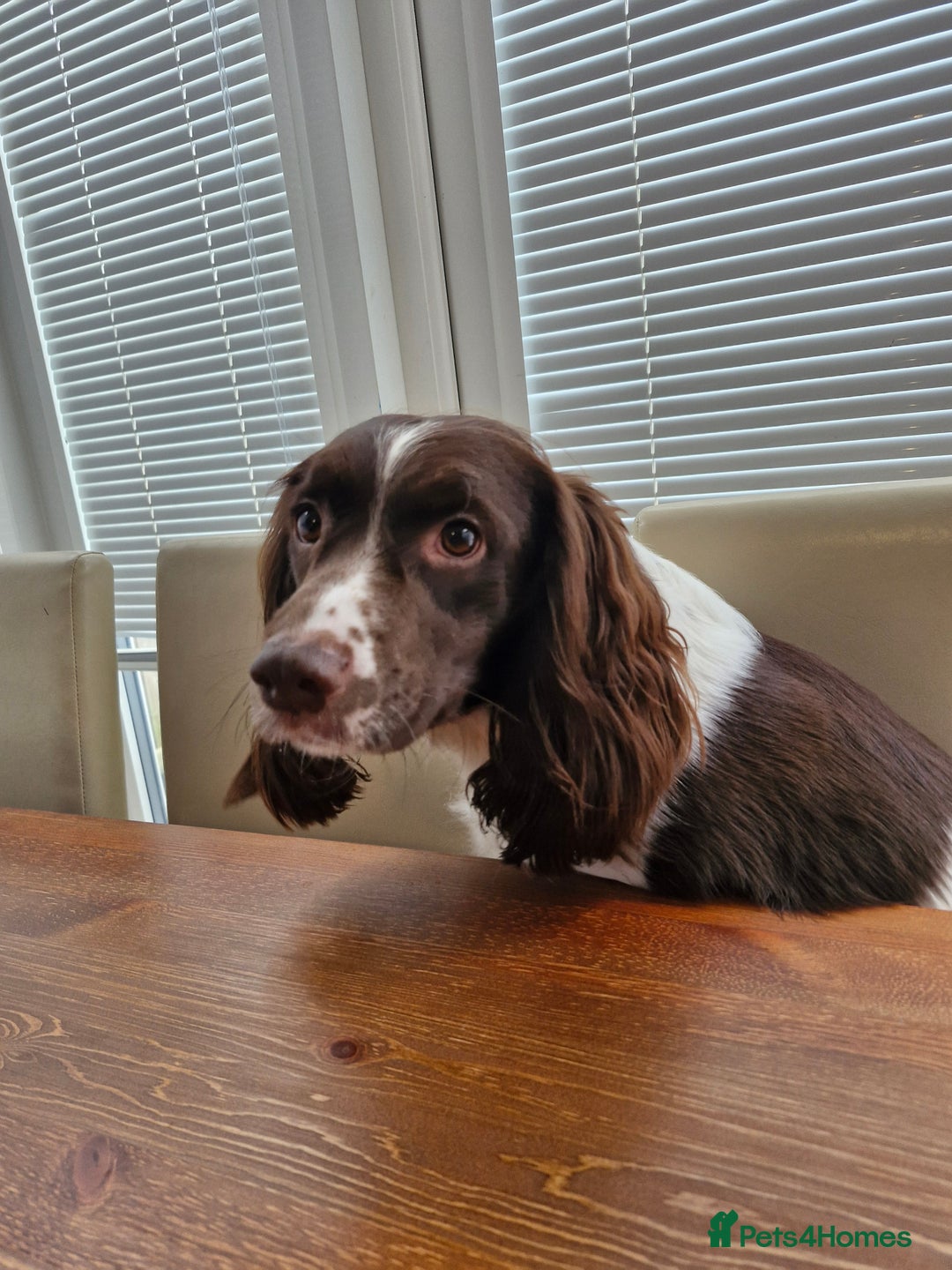 Springador dogs for sale: Springador more spaniel beautiful mum in Flint - Image 1