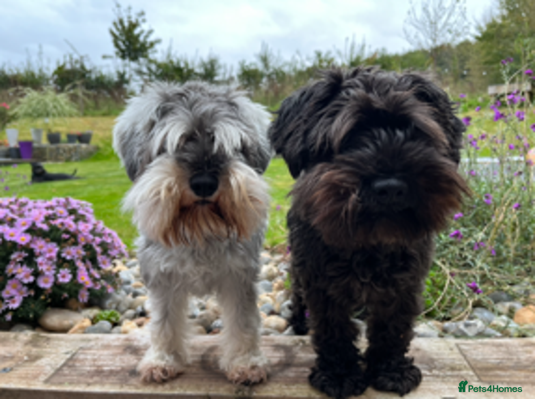 Miniature Schnauzer dogs for sale: Beautiful Miniature Schnauzers - 4 reserved  - Image 10