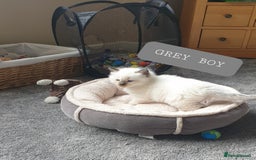Ragdoll cats for sale: 5 fully seal point ragdoll kittens  - Image 14