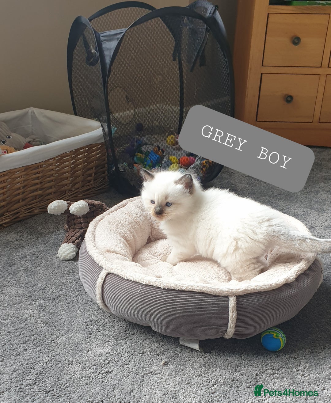 Ragdoll cats for sale: 5 fully seal point ragdoll kittens  - Image 14