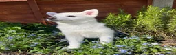 Pomsky dogs for sale: 3 Adorable Pomsky Puppies  - Advert 15