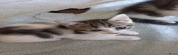 Mixed Breed cats for sale: Kittens for sale  in South Croydon - Advert 13