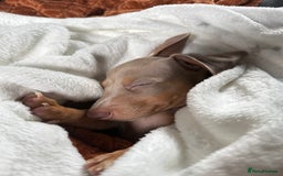 Miniature Dachshund dogs for sale: Rehoming 9 week Mini Dachshund Puppy - Image 3