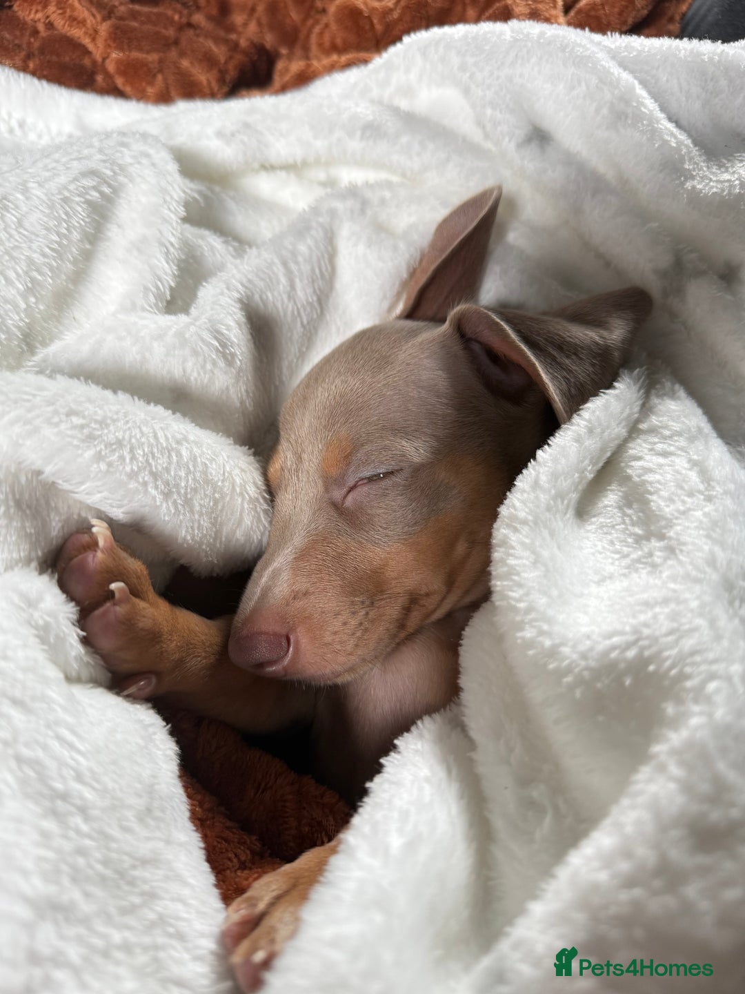 Miniature Dachshund dogs for sale: Rehoming 9 week Mini Dachshund Puppy - Image 3