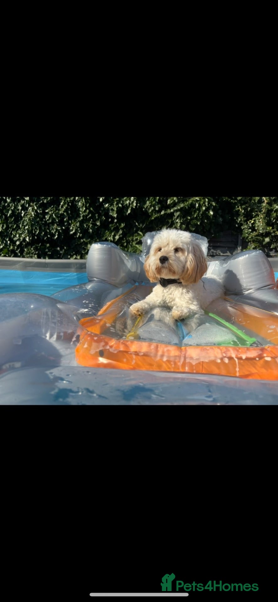 Cavapoo dogs Cavapoo 2 years old  - Advert 3