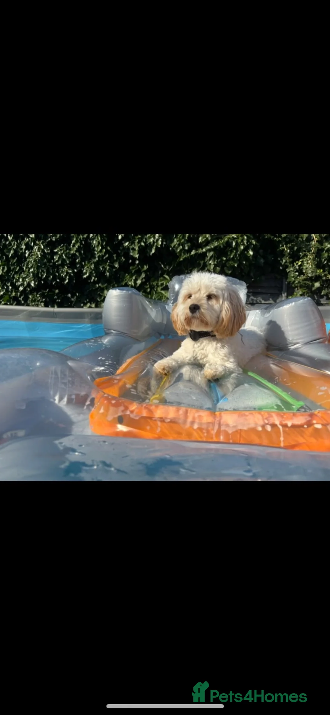 Cavapoo dogs for sale: Cavapoo 2 years old  - Advert 1