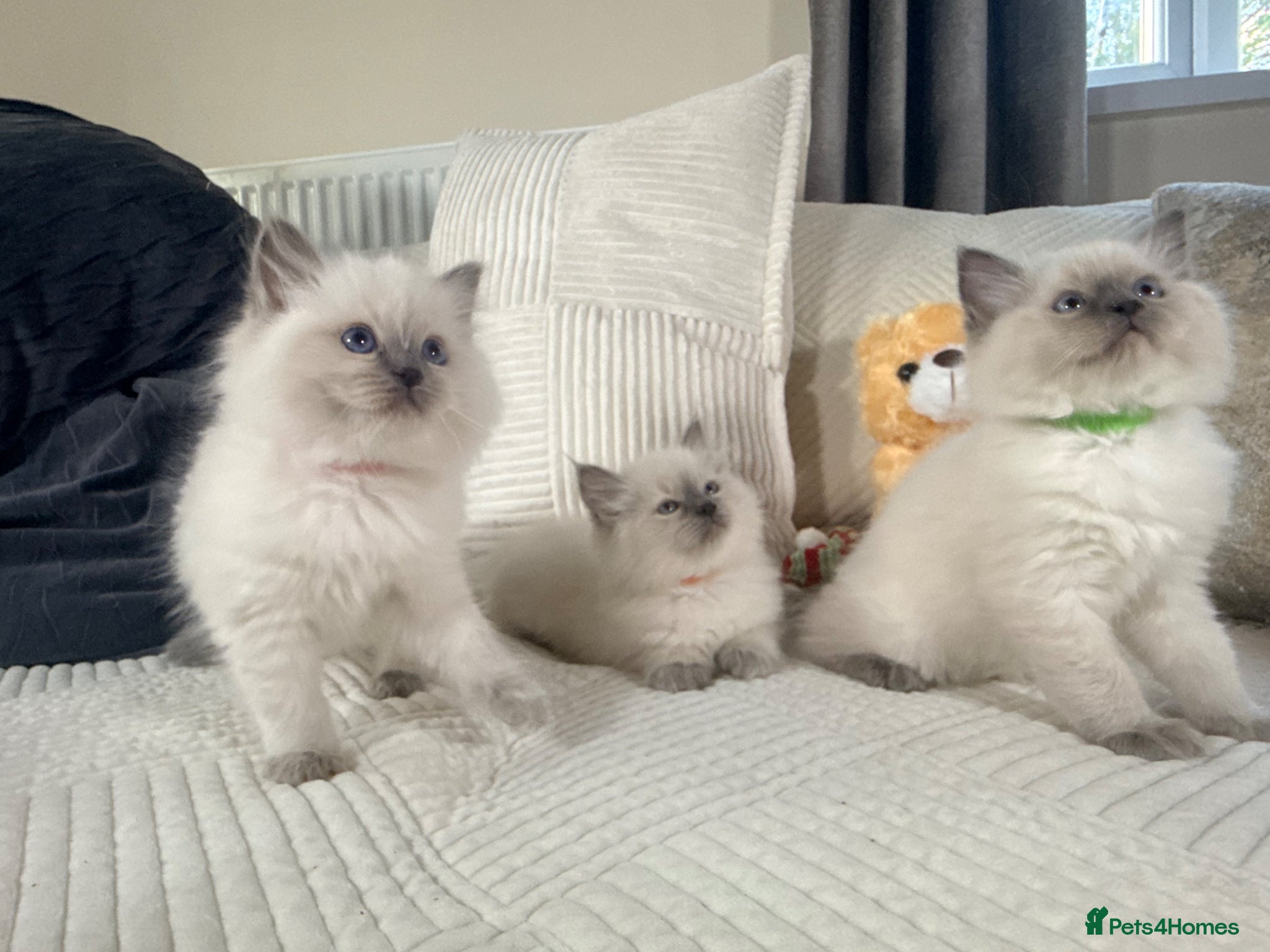 Ragdoll cats Stunning Bluepoint Ragdoll Kittens for sale - Advert 10