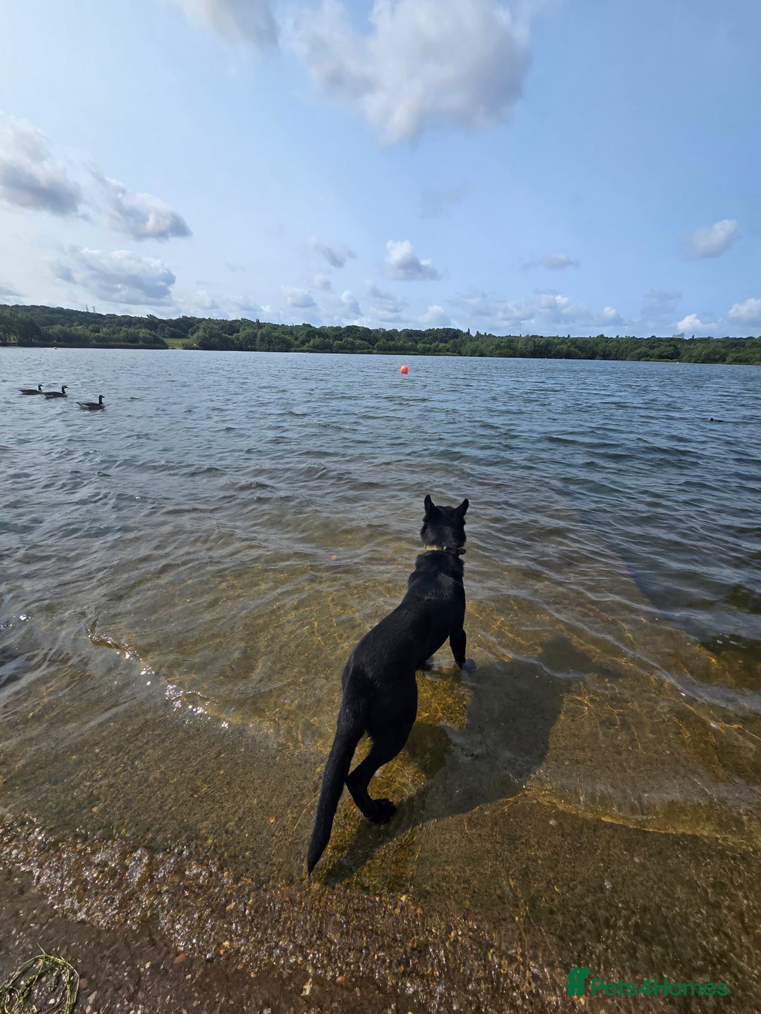 German Shepherd dogs for stud: PROVEN- BLACK-GERMAN SHEPHERD AVAILABLE FOR STUD in Walsall - Image 2