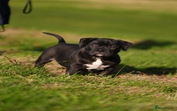 American Bully dogs for sale: 🏆Champion Cole pups 🏆 - Image 4