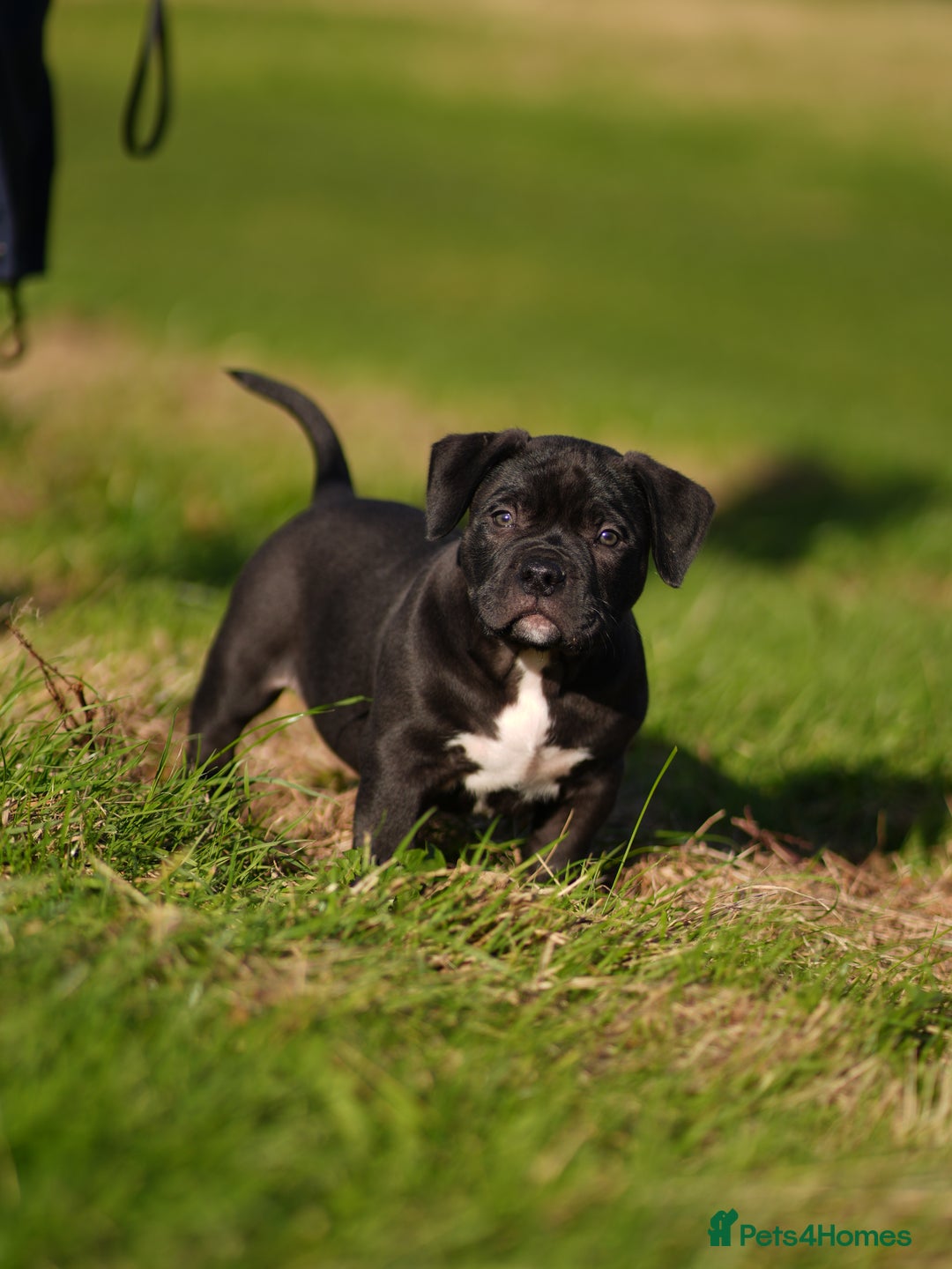 American Bully dogs for sale: 🏆Champion Cole pups 🏆 - Image 4