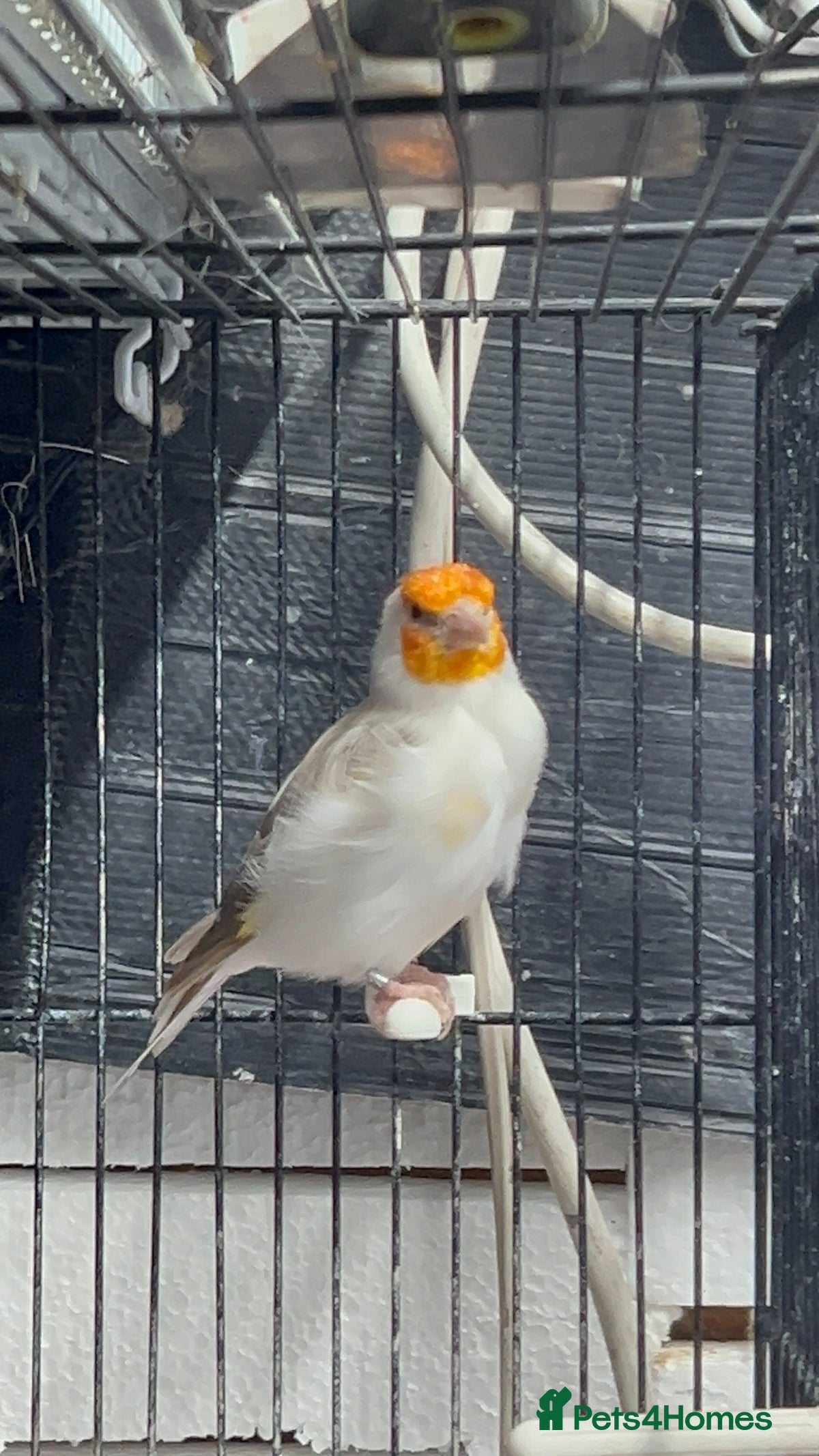 Goldfinch Finches birds for sale Pets4Homes