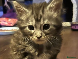 Maine Coon cats Stunning Maincoon kittens boy and girl - Advert 8