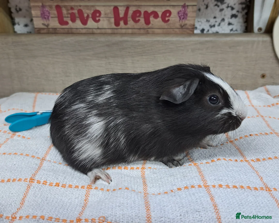 Guinea Pig rodents for sale: Baby Guinea pigs Boys - Leeds LS27  - Advert 3