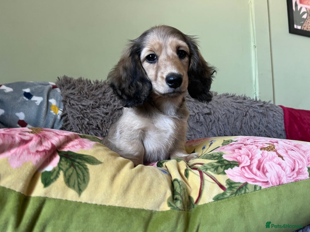 Miniature Dachshund dogs for sale: KCreg Mini Long Haired Dachshund LAST GIRL - Image 28
