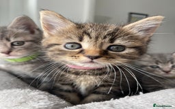 British Shorthair cats for sale: Beautiful kittens❤️ - Image 10