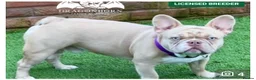 French Bulldog dogs for sale: Beautiful Frenchie puppies - Advert 30
