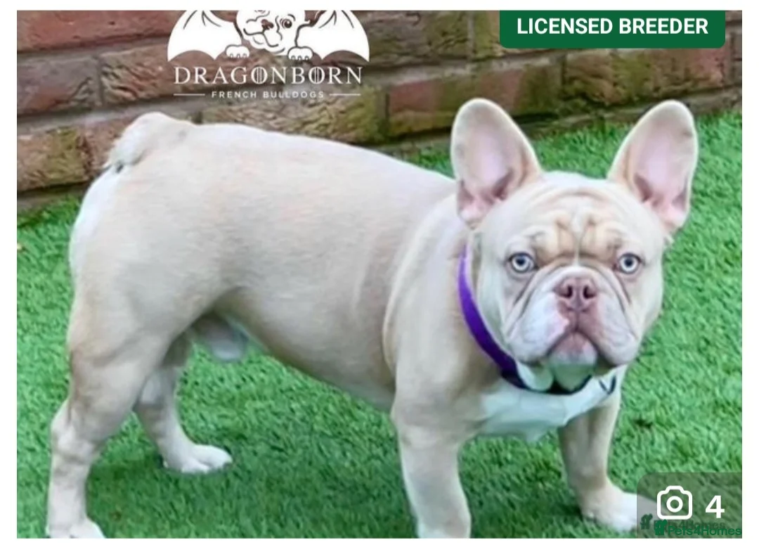 French Bulldog dogs for sale: Beautiful Frenchie puppies - Advert 30