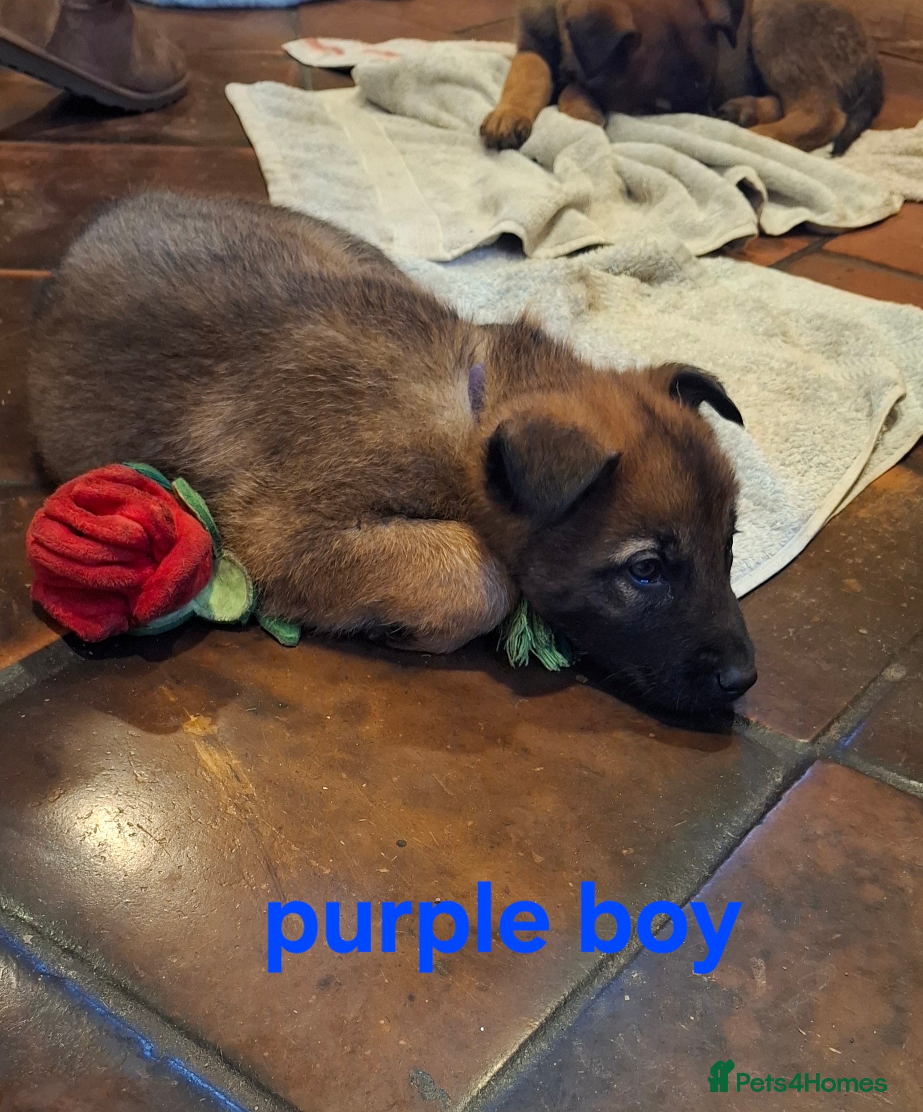Mixed Breed dogs Beautiful Belguim Malinois puppies  - Advert 10