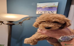 Maltipoo dogs for sale: F1b Maltipoo.   Ready to leave now  - Image 29