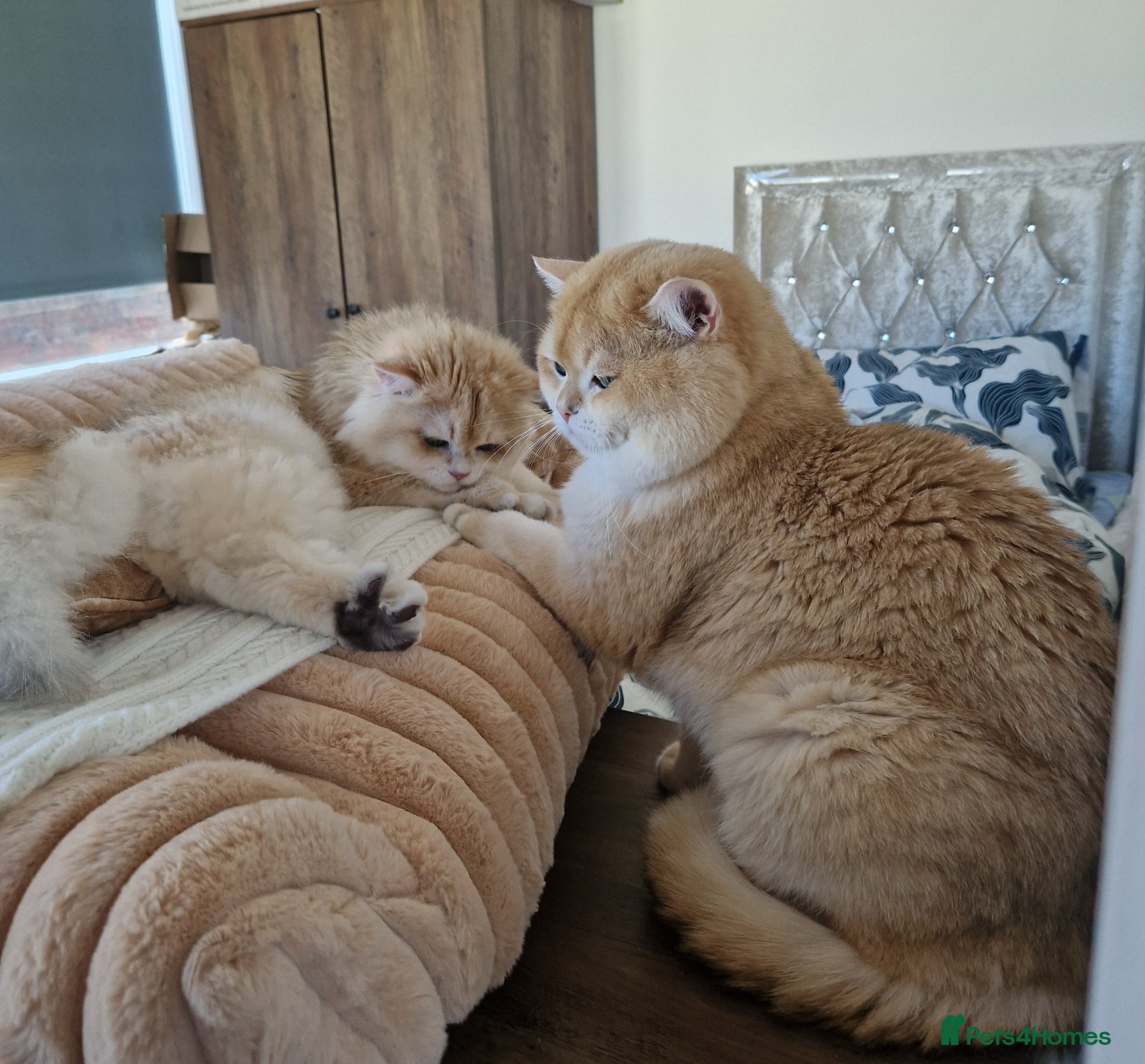 British Shorthair cats Pedigree Golden BSHstud, Emerald eyes, Active rg - Advert 8