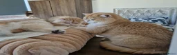 British Shorthair cats for stud: GCCF Golden CHINCHILLA Emerald👀 NY12 ActiveStud  - Advert 9
