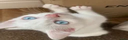 Mixed Breed cats for sale: 3 gorgeous white kittens 12 weeks old - Advert 2