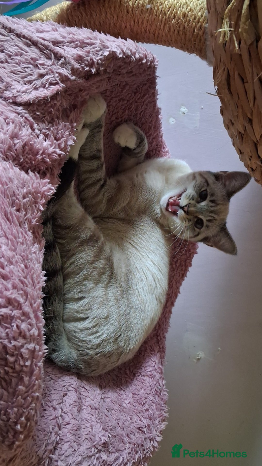 Mixed Breed cats for sale: Male kitten - Image 5