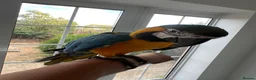 Macaws birds for sale: Tame 10 Month Old Male Blue & Gold Macaw in Harrow - Advert 2