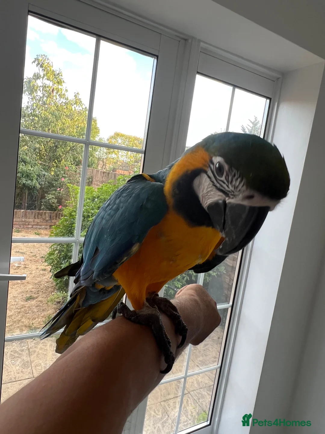 Macaws birds for sale: Tame 10 Month Old Male Blue & Gold Macaw in Harrow - Advert 2