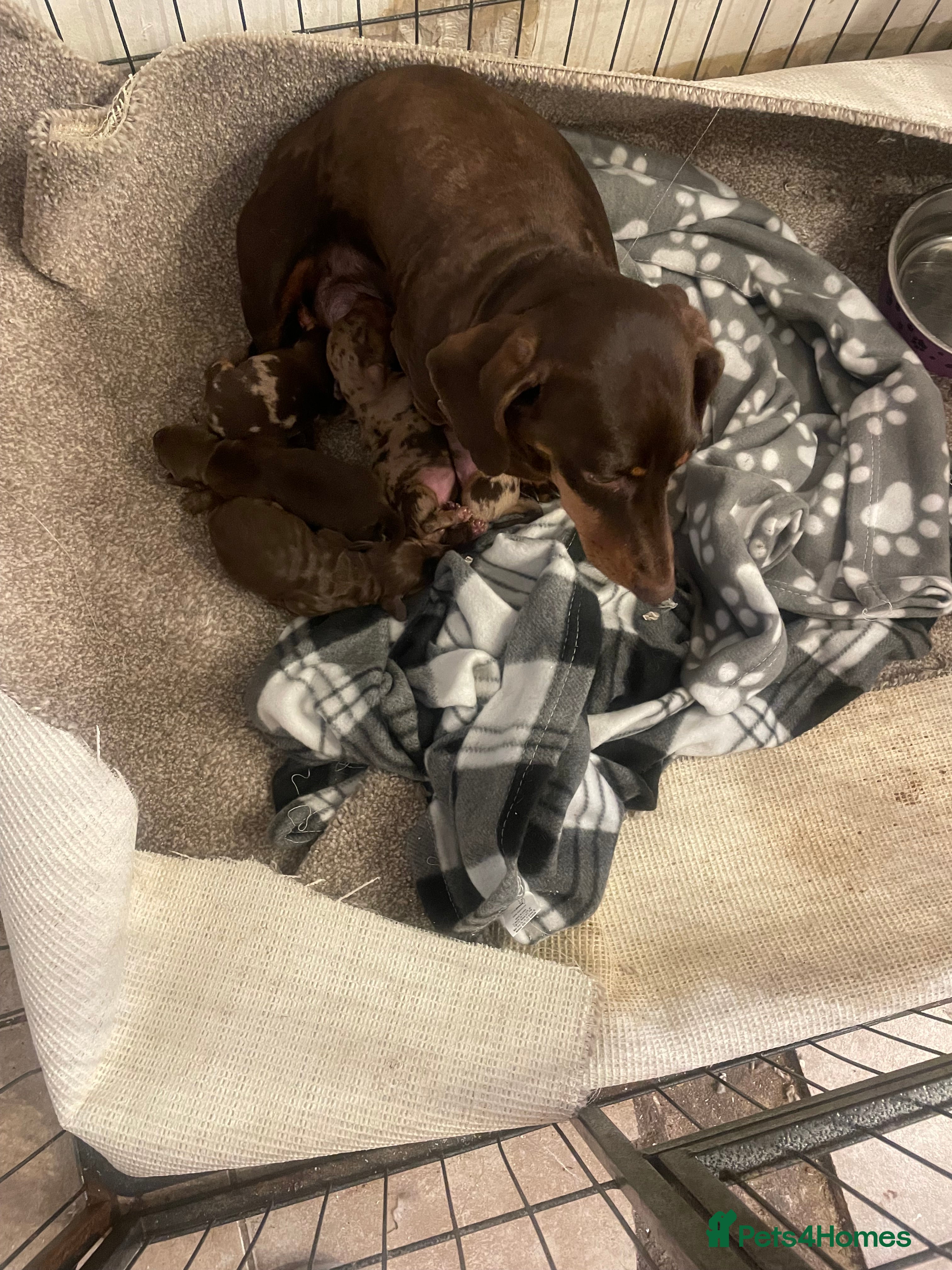 Dachshund dogs Miniature dachshunds  - Advert 4