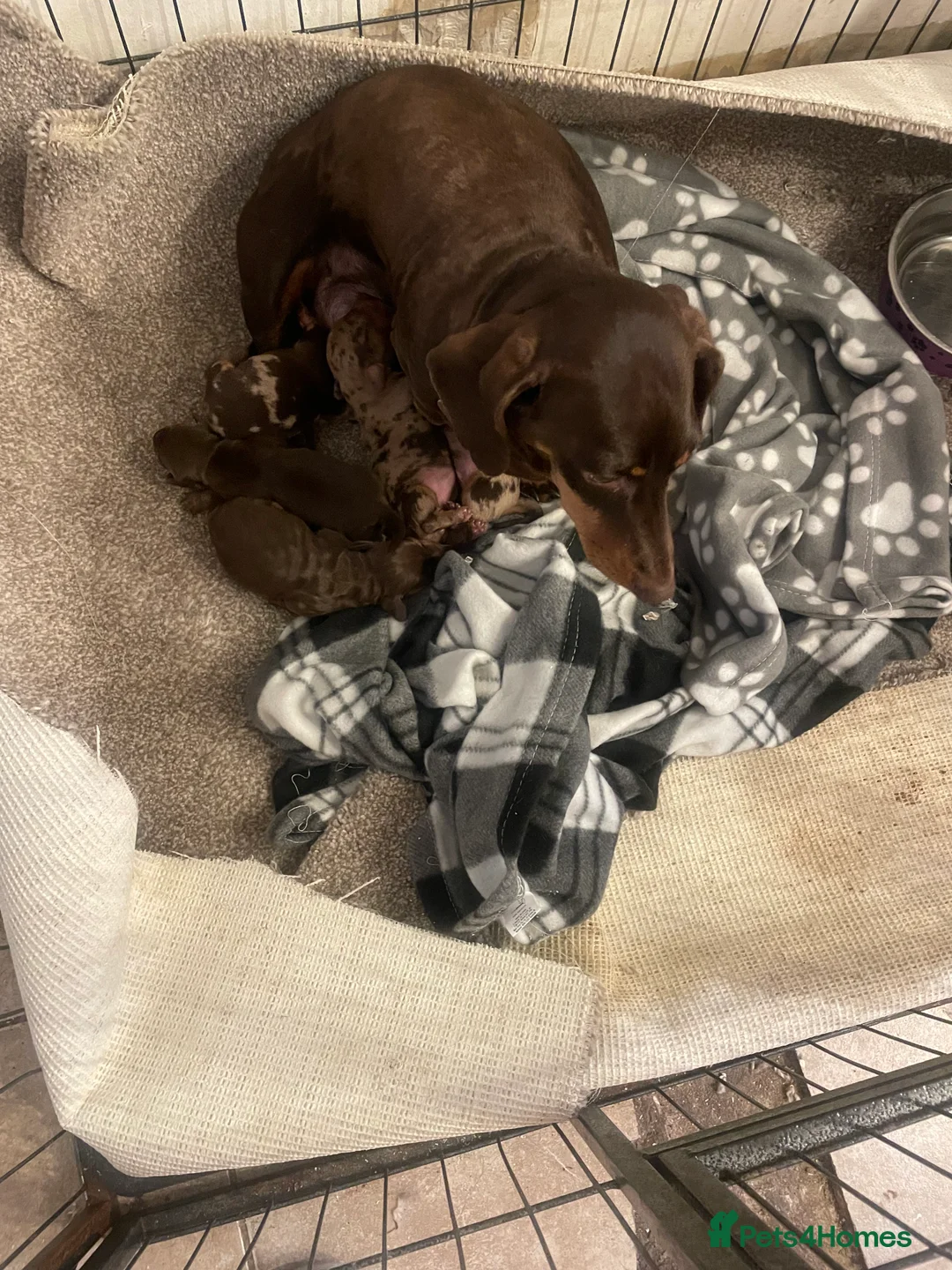 Dachshund dogs for sale: Miniature dachshunds  - Advert 6