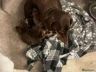 Dachshund dogs Miniature dachshunds - Advert 4