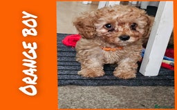 Cavapoo dogs for sale: Beautiful cavapoo litter - Image 11