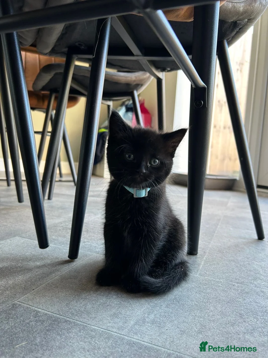 Mixed Breed cats for sale: Male kitten  - Advert 1