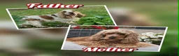 Cocker Spaniel dogs for sale: KC Show Cockers puppies available - Advert 5