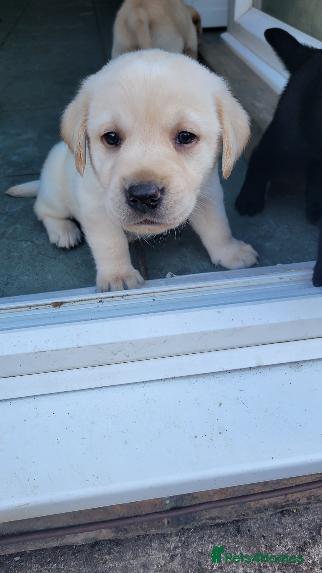 Labrador Retriever dogs for sale: Family bred Labrador puppies - Image 12