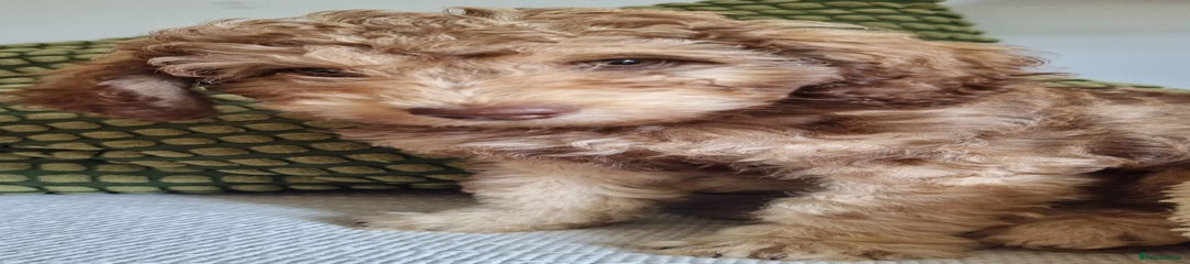 Cavapoo Puppy 4