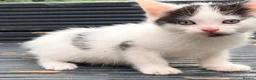 Mixed Breed cats for sale: Turkish angora / half ragdoll kittens  - Advert 8